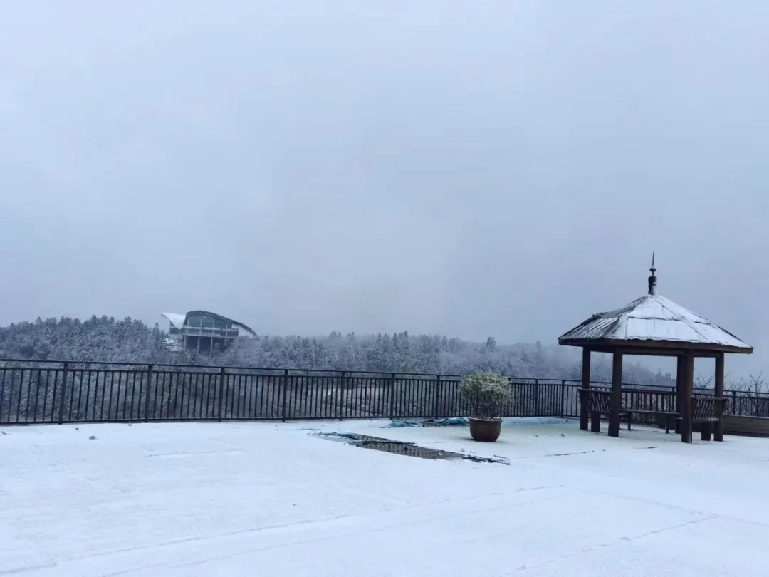 白马山采茶与制茶体验 参考图 1