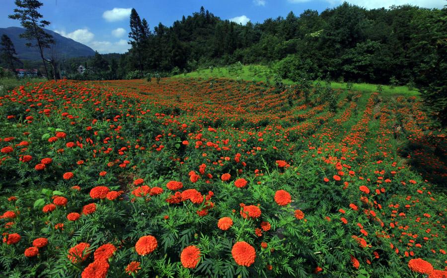 仙女山高山草甸散步 参考图 1